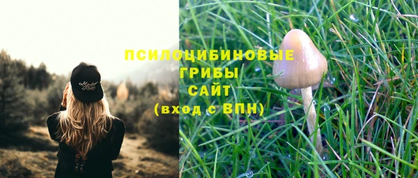 прущие грибы Медвежьегорск